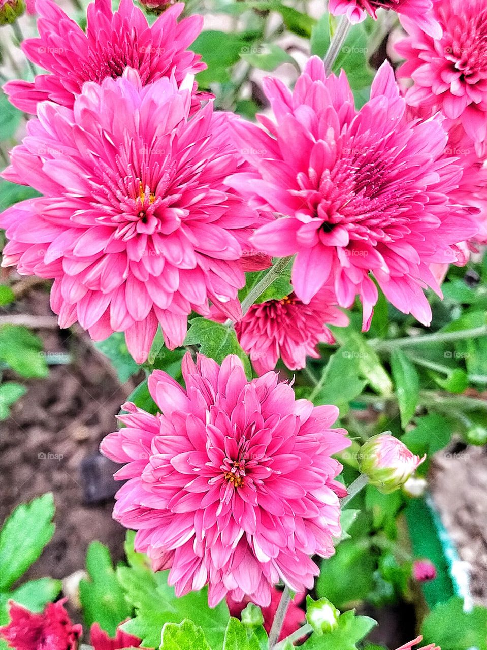 Charming China Aster bloom in pink look nice