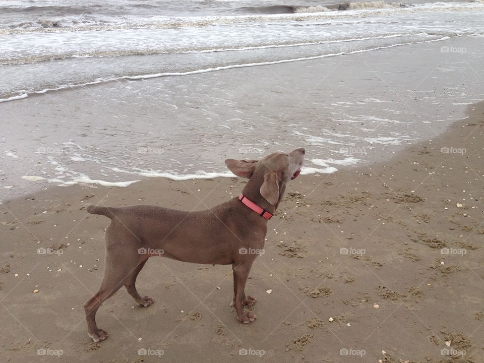 Beach dog