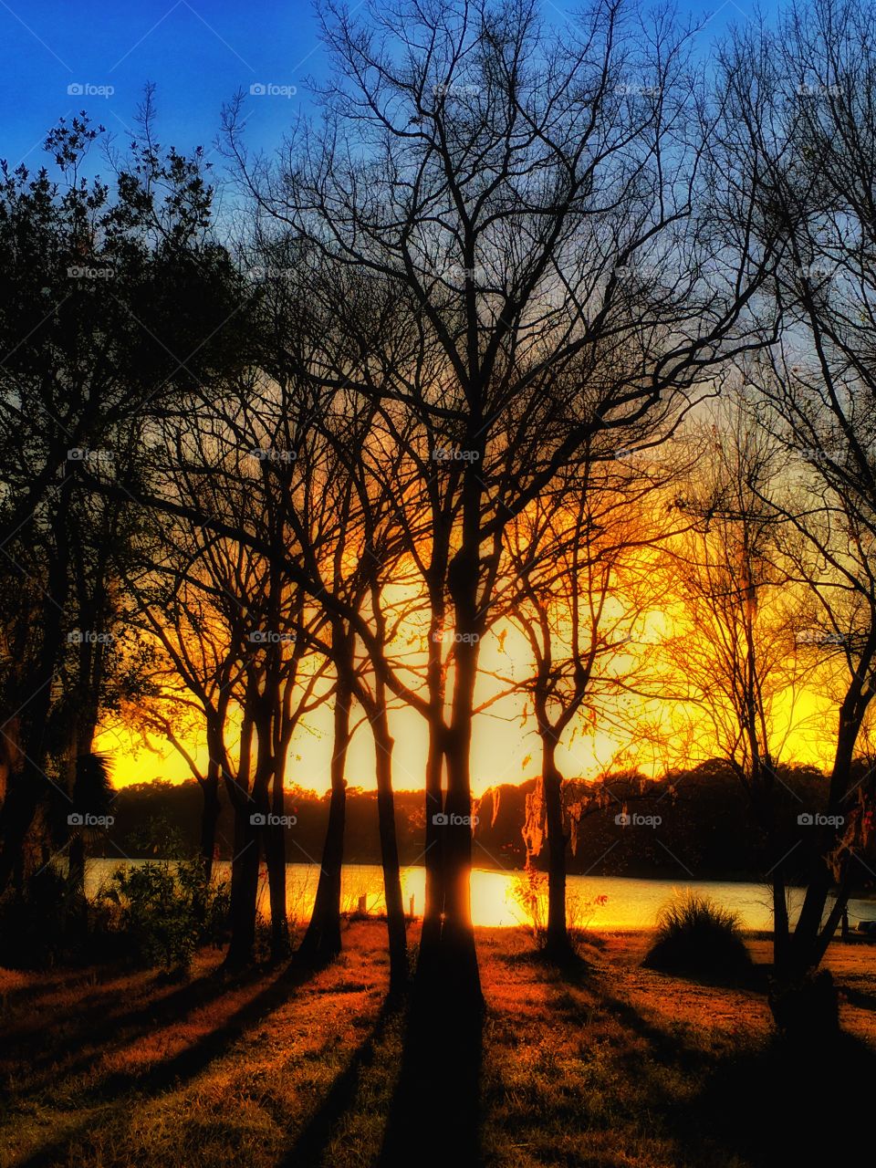 Dawn, Tree, Fall, Wood, Sun