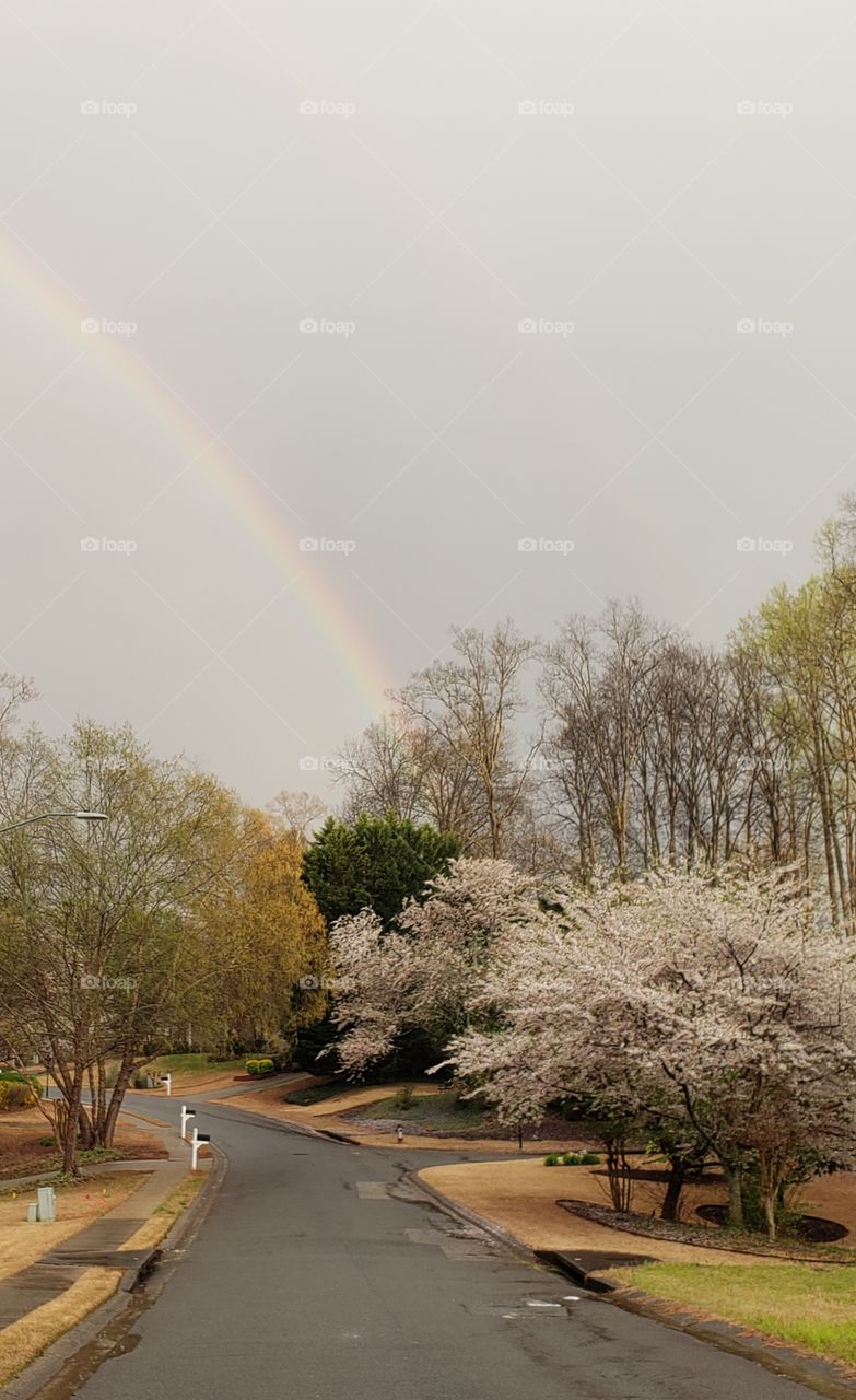 Rainbow and cherry blossoms