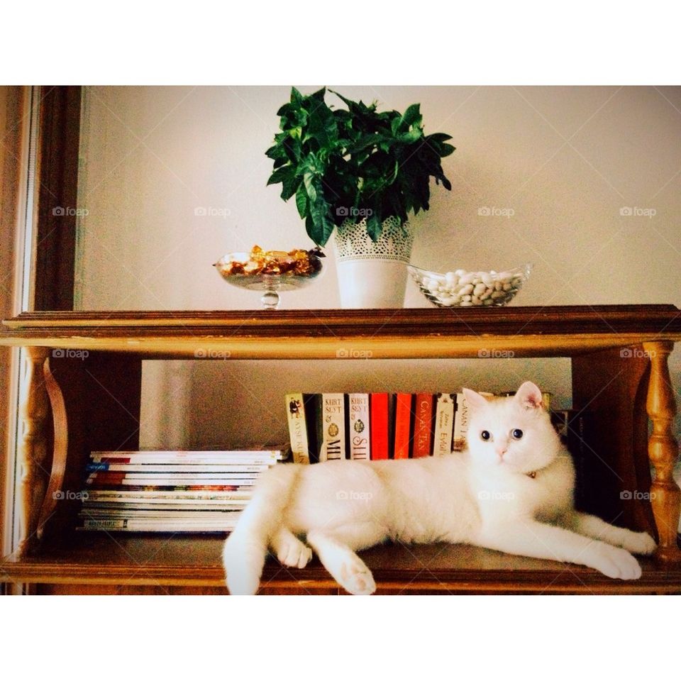 Cat in the bookshelf