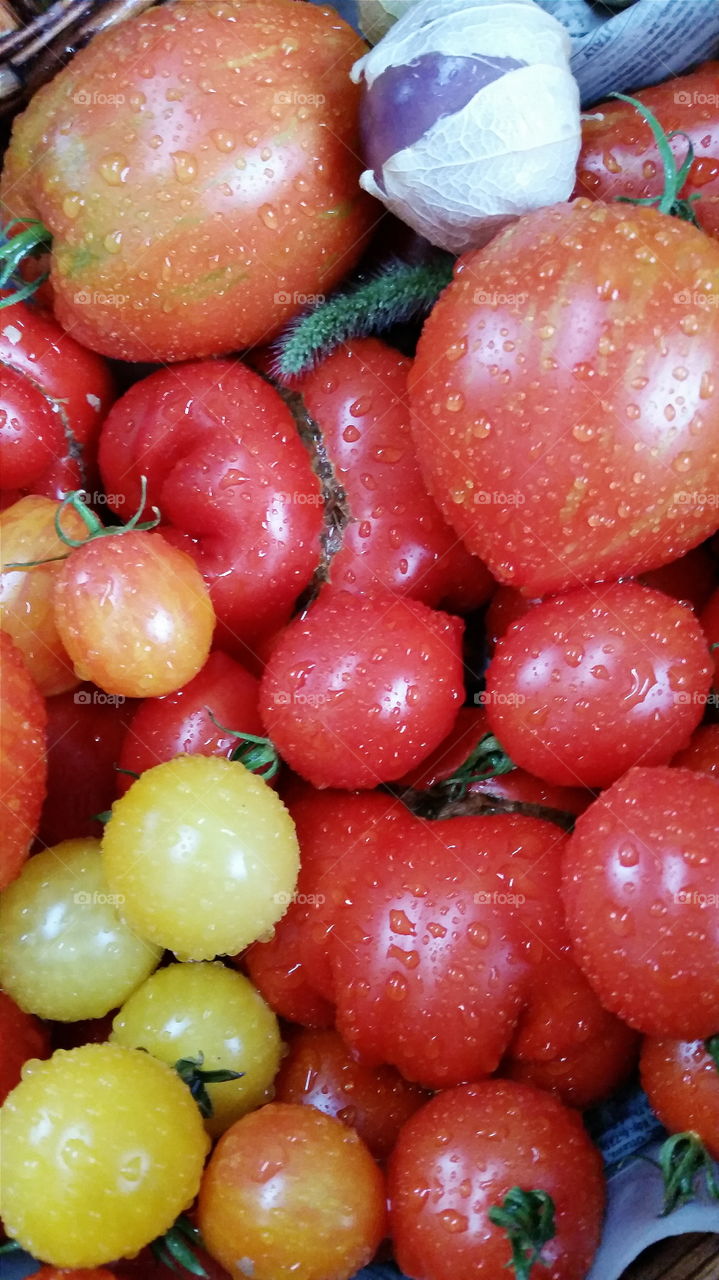 Farm Fresh Tomatoes