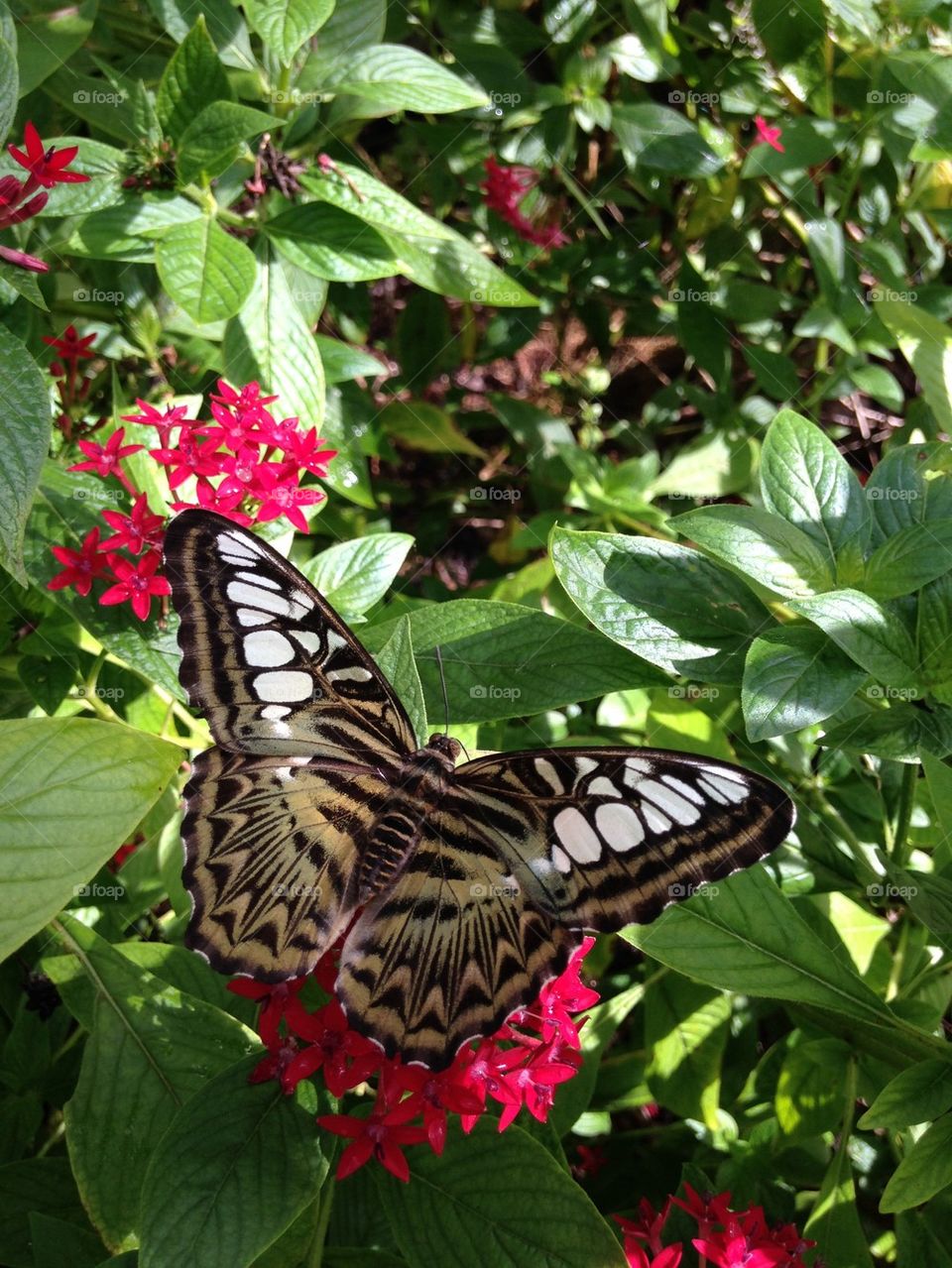 Elevated view of butterfly on flower