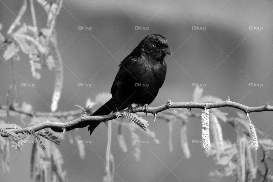 Black n White # Black Drongo