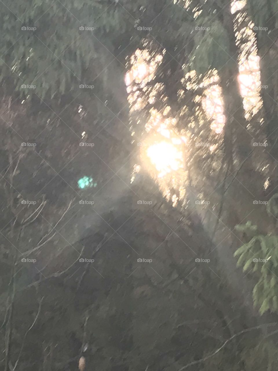 Sonnenlicht im Wald