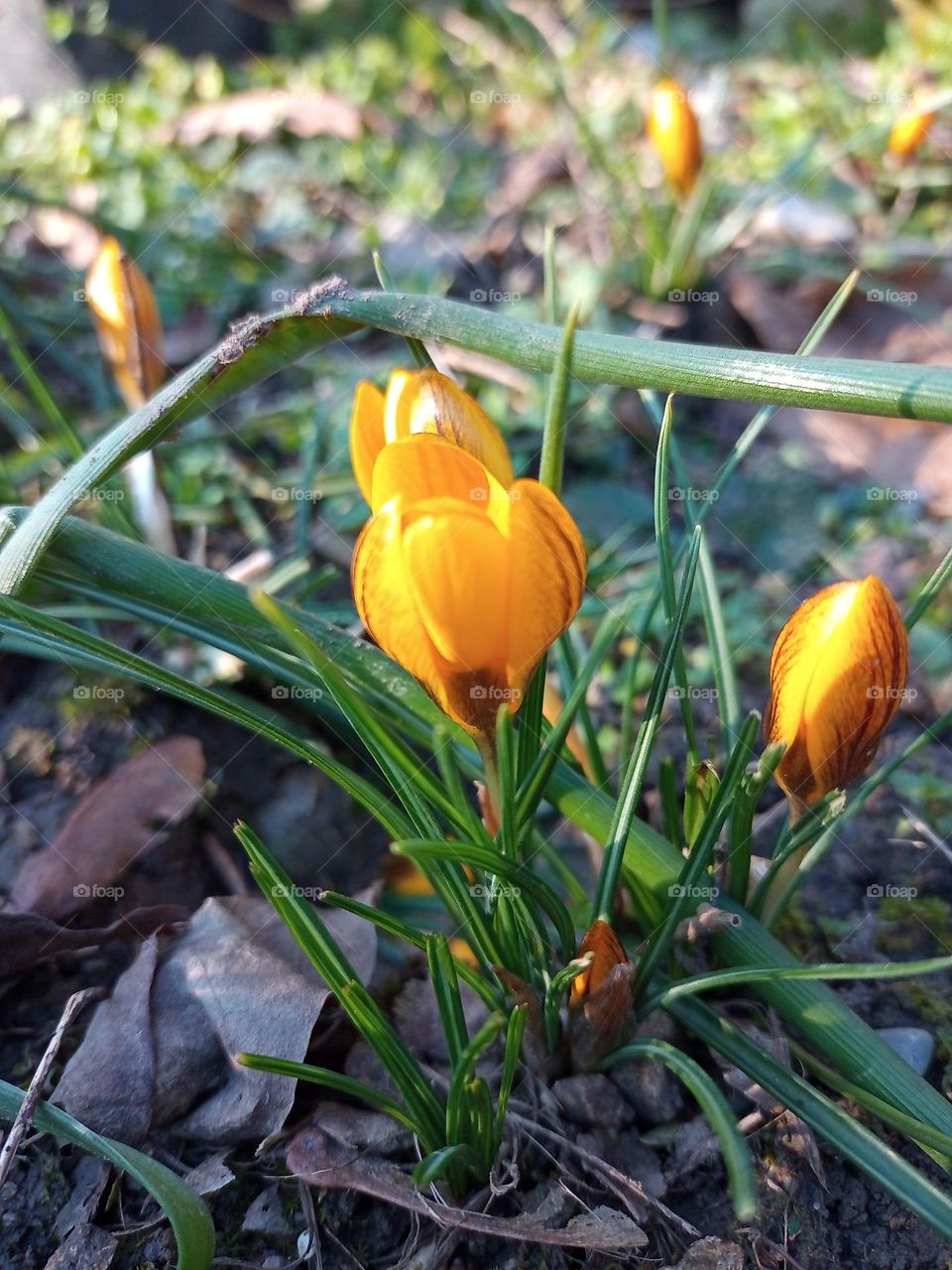 mobile series: plants