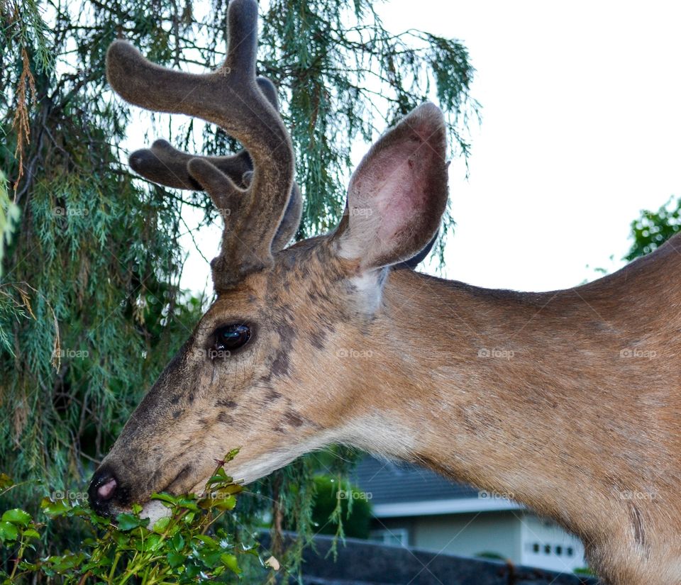 Wild male deer Buck with antlers eating garden flowers in suburb side view head 