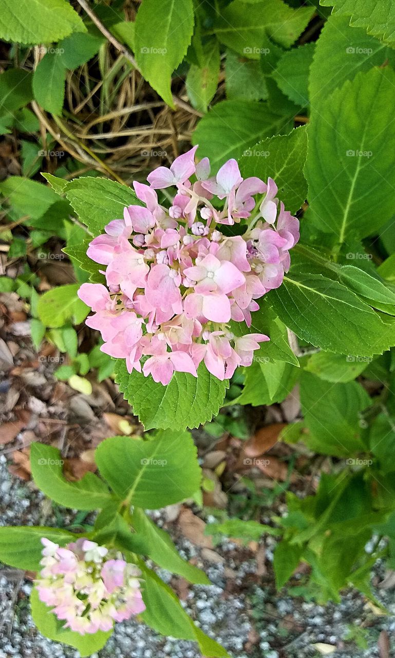 a group of small pink flowers on a bush