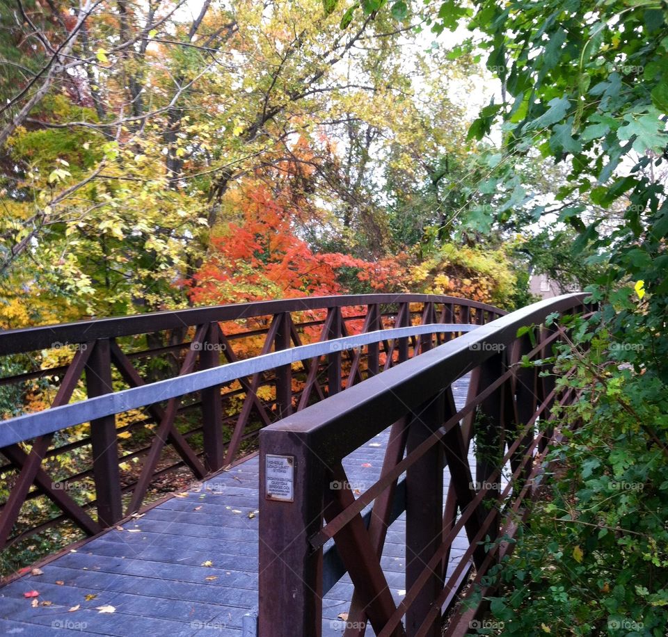 Autumn Bridge