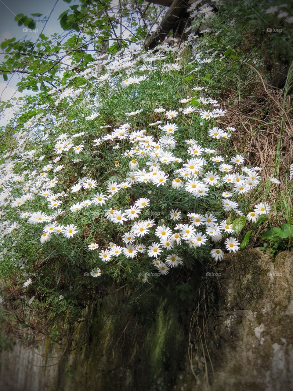 Daisies Italy