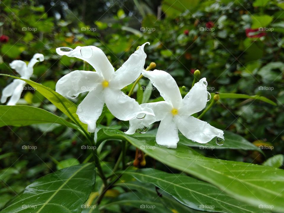 flowers with rain drops