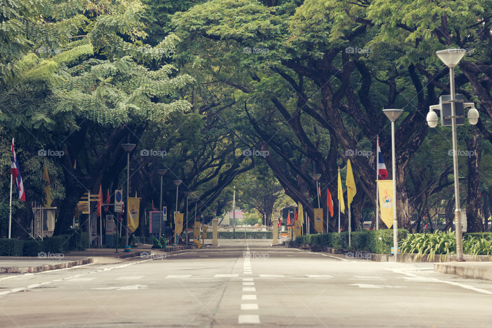 Road cover with tree tunnel 