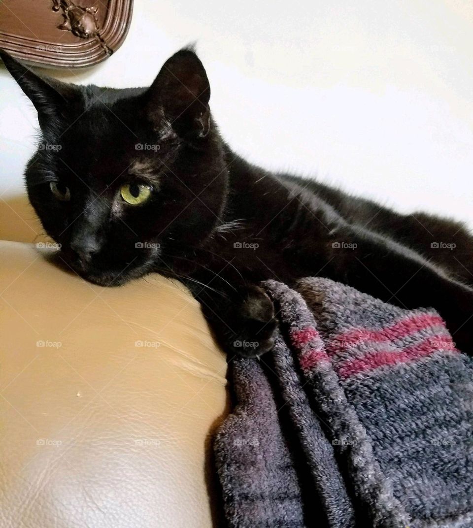 Black cat laying on top of couch back. Her yellow eyes look as if she's falling asleep. The blanket under her is soft and warm.