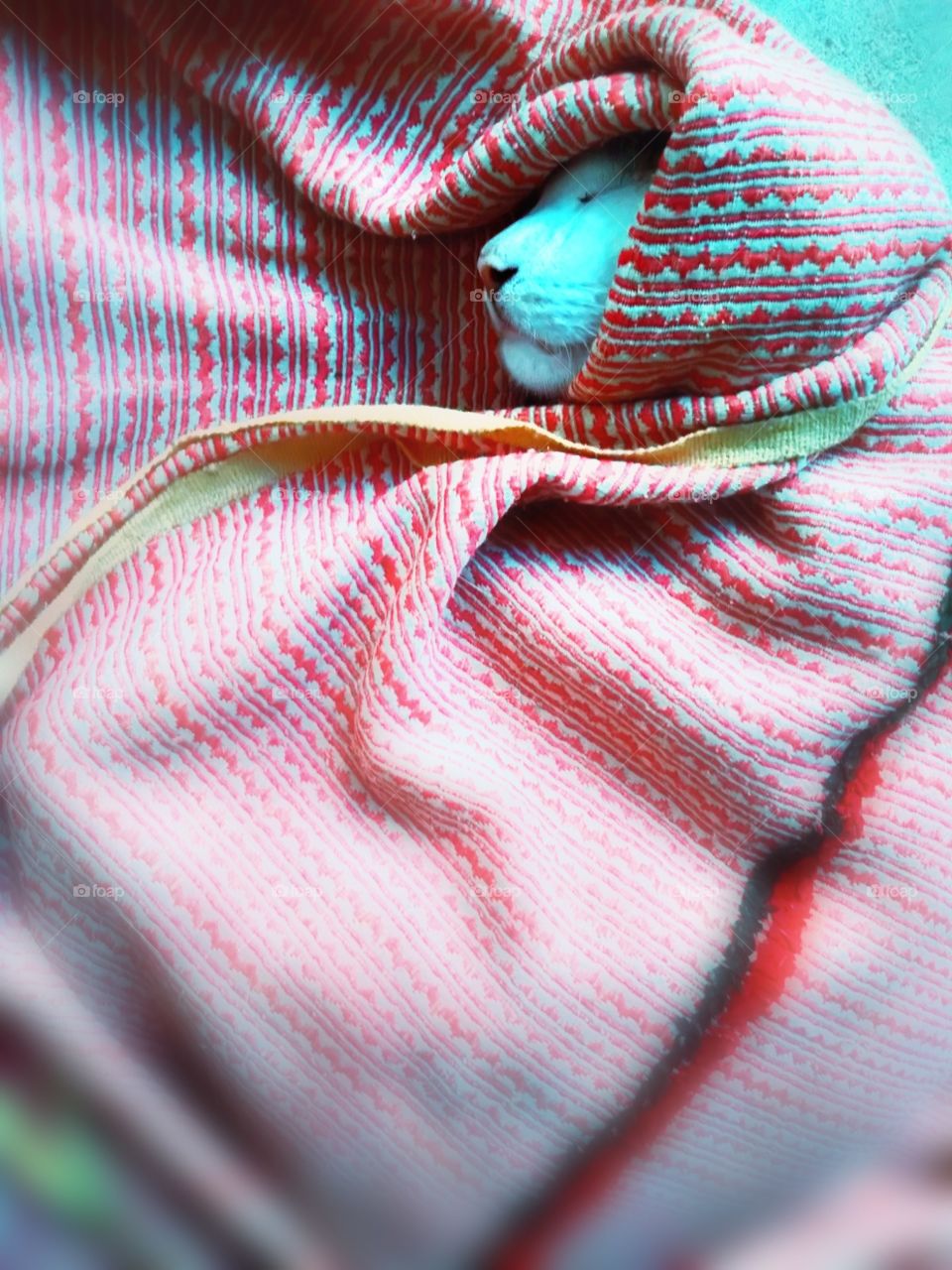 my shoosoo in winter..caring a pregnant...