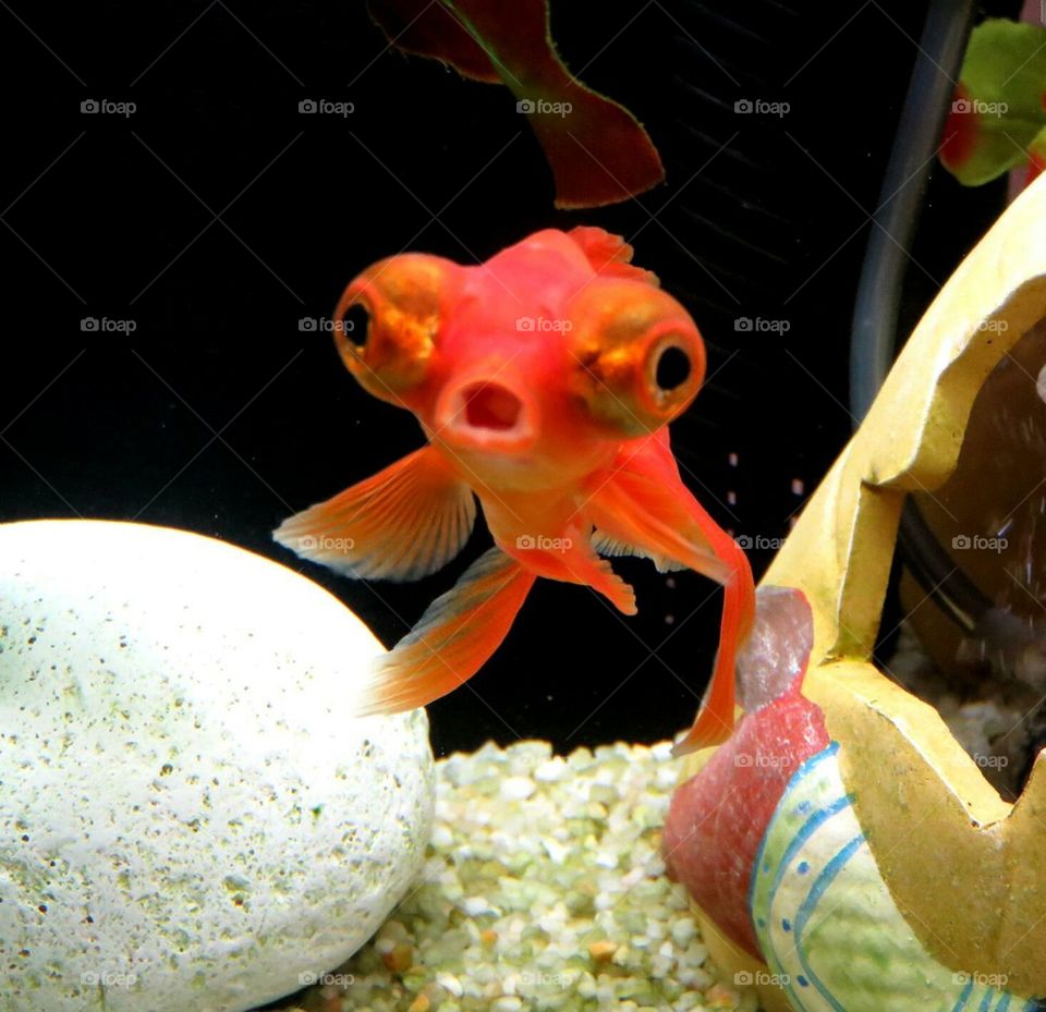 funny fish