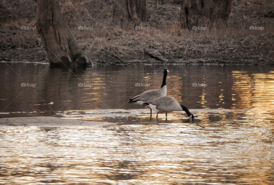 Two ducks in a river at sundown in Michigan in the orange glow of the evening 