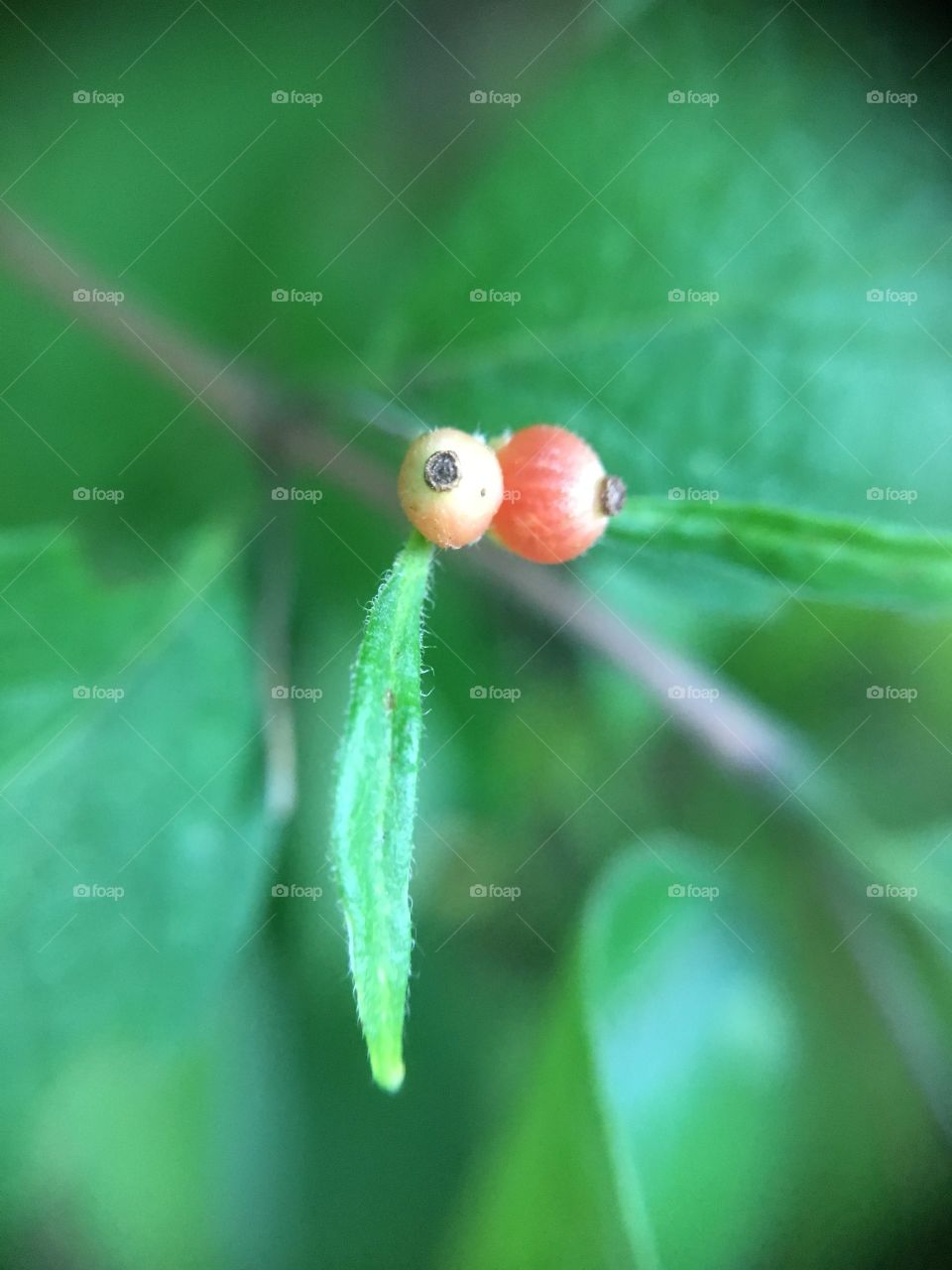 Two tiny berries