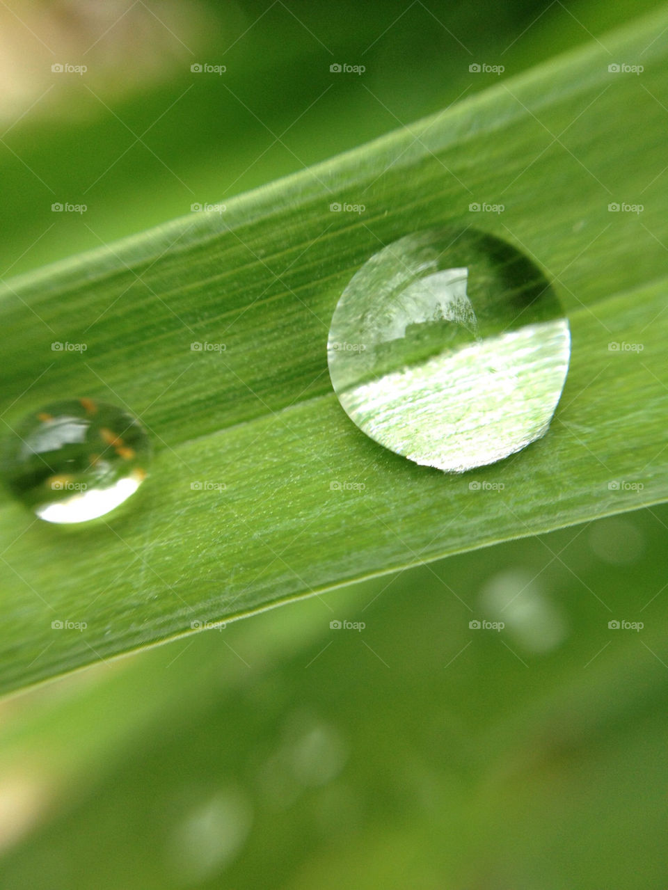 raindrop by sittingbull91