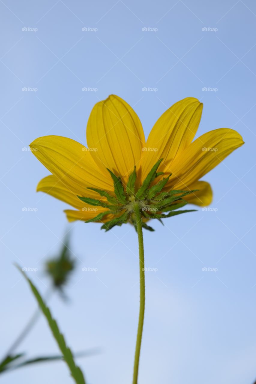 Yellow flower