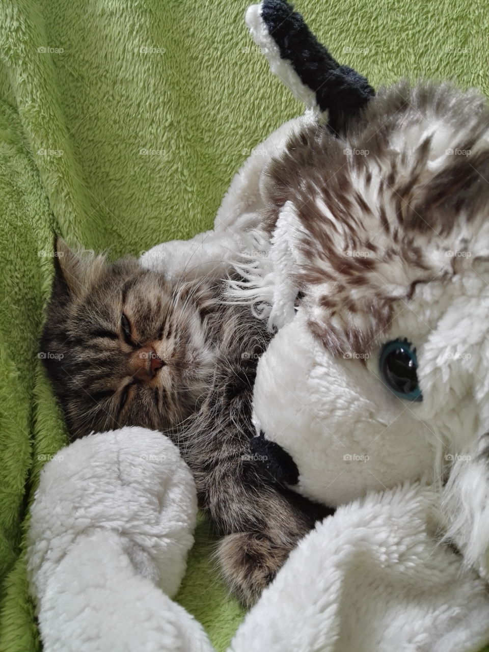 fluffy cat with fluffy mascot on fluffy couch