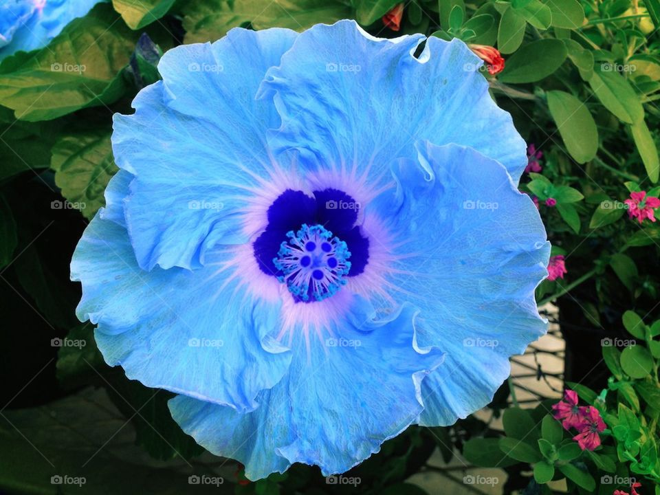 Blue hibiscus 