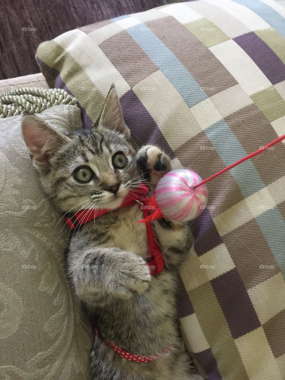Kitten plays with ball on string
