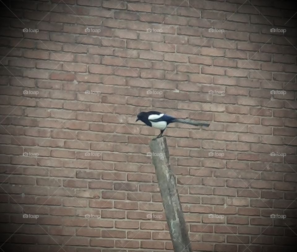 A magpie on a wooden pole