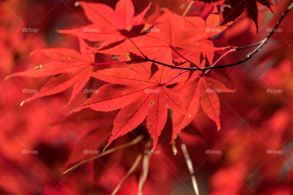 Brilliant red color of a Japanese Maple during autumn. 