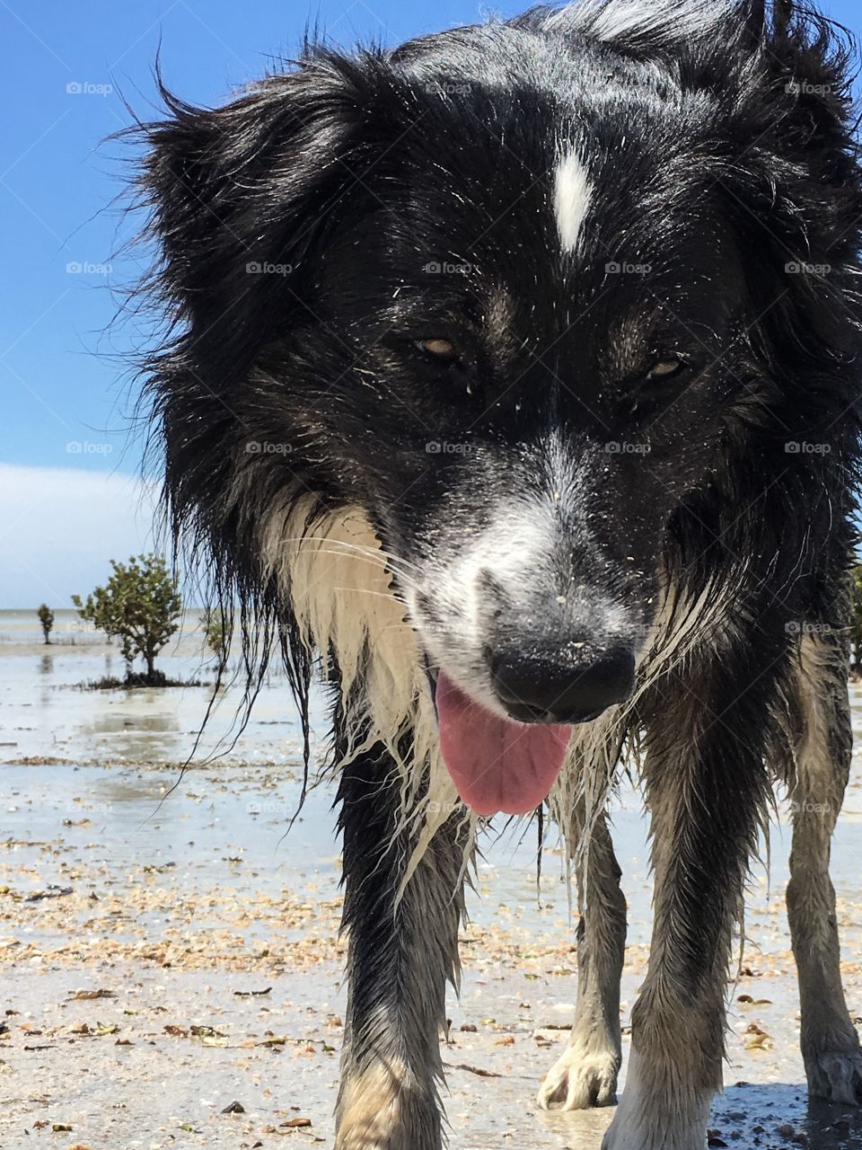 Front head and leg shot wet border collie closeup beach 