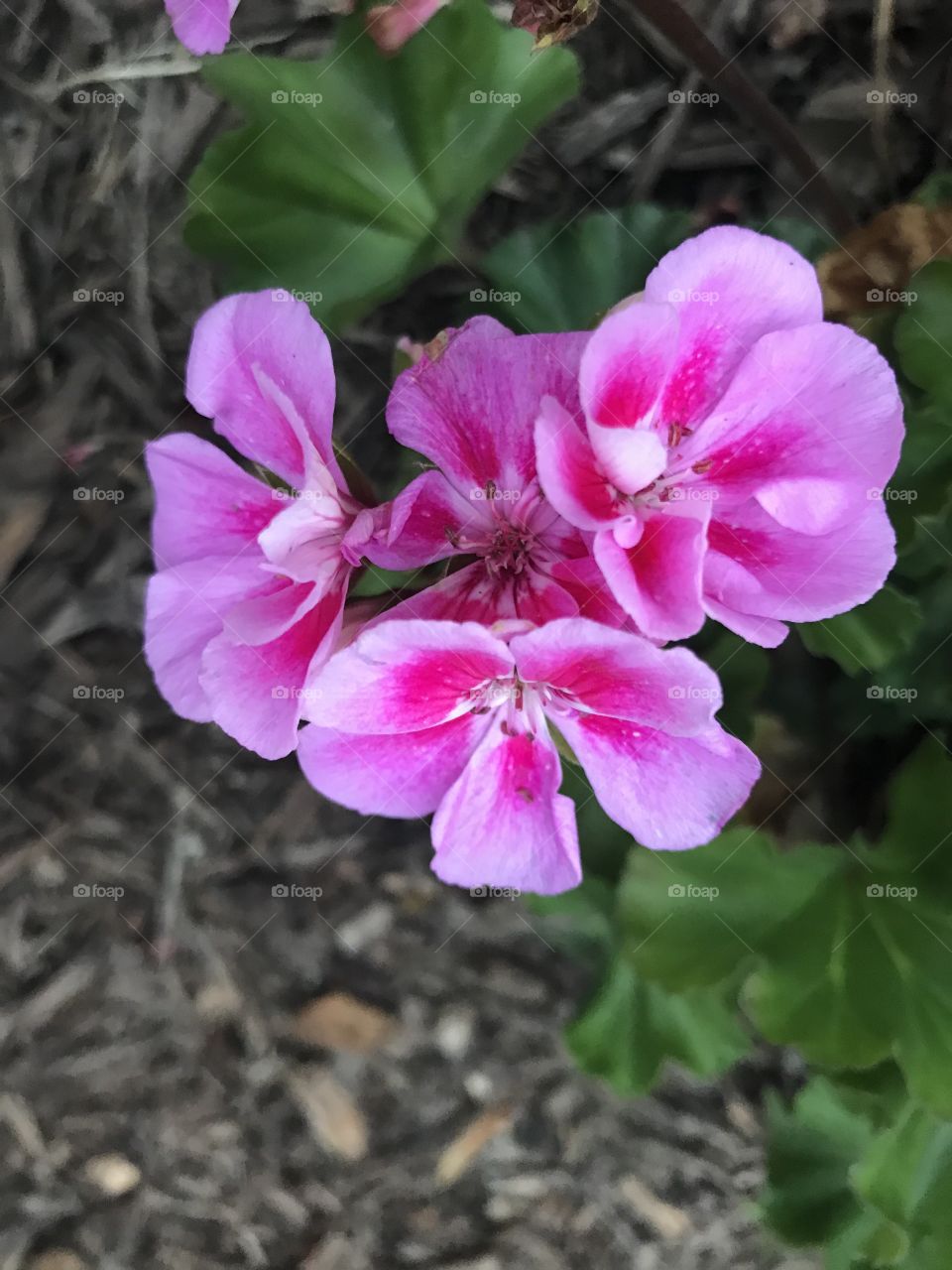 Vibrant pink flowers