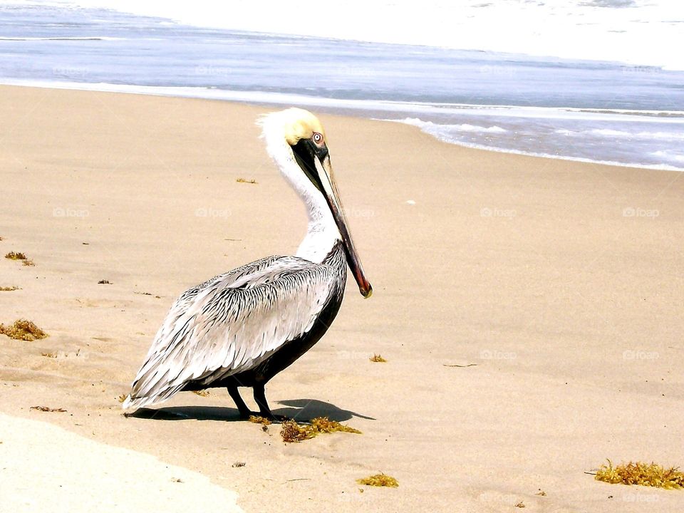 Hanging on the beach