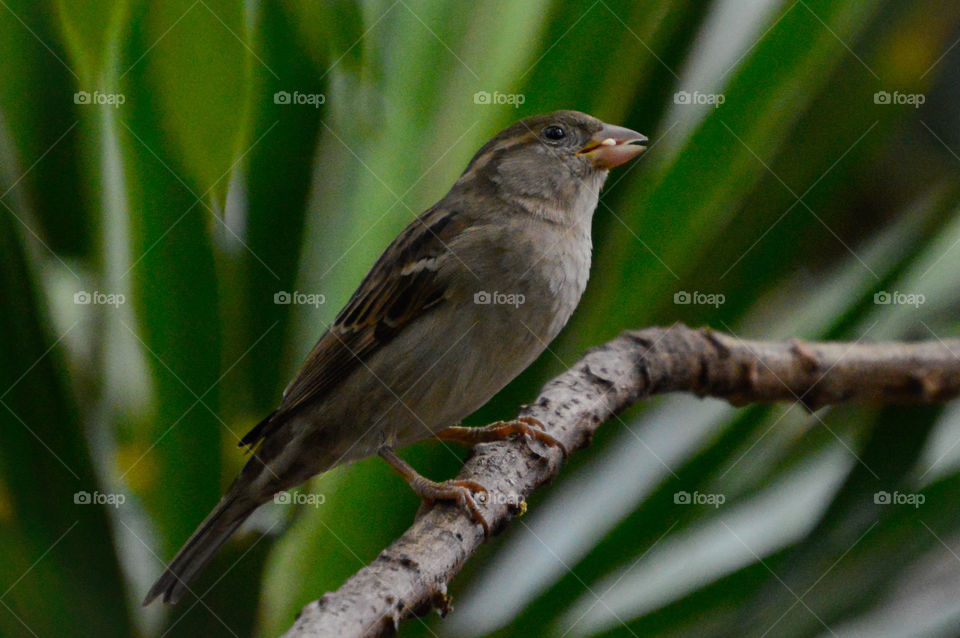 Passer is a genus of the family Passeridae, also known as sparrow. The genus includes P. domesticus and P. montanus, some of the most common birds in the world. They are small birds with thick beaks to eat seeds