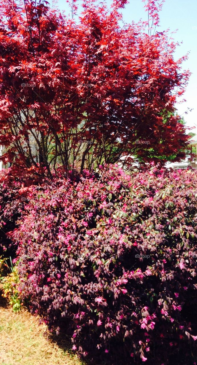 Red bushes