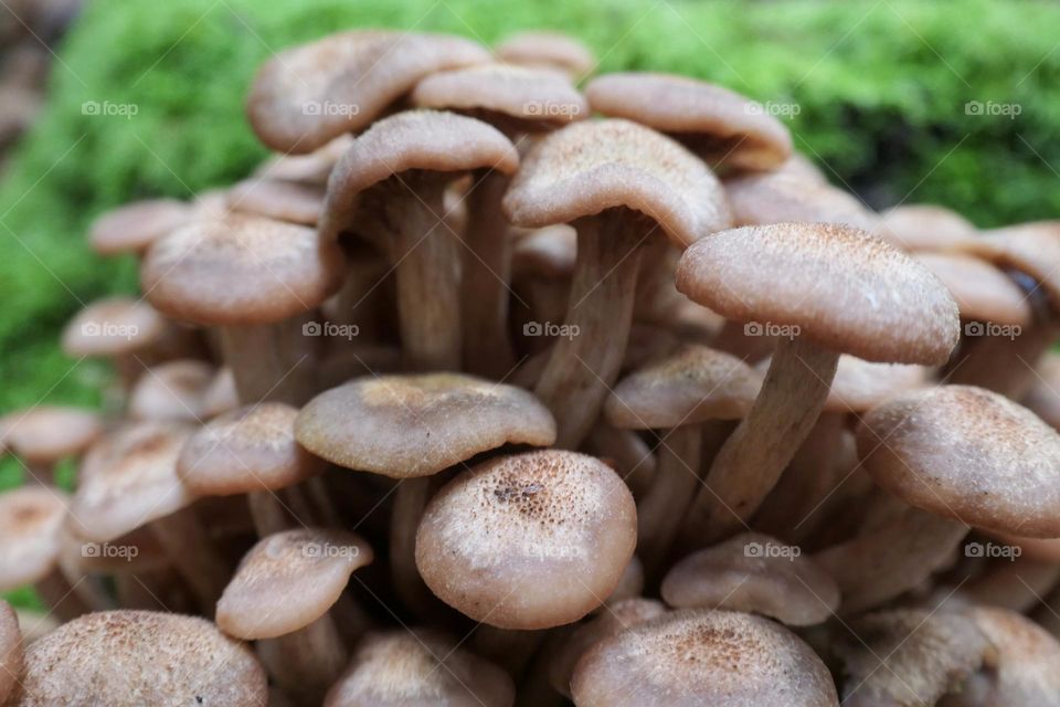 Bouquet of brown mushrooms in the forest - 2