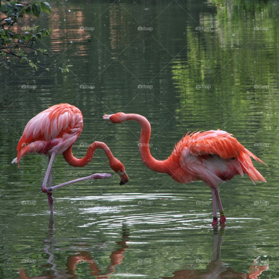 Flamingos 