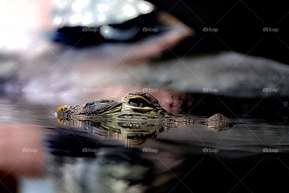Alligator~
