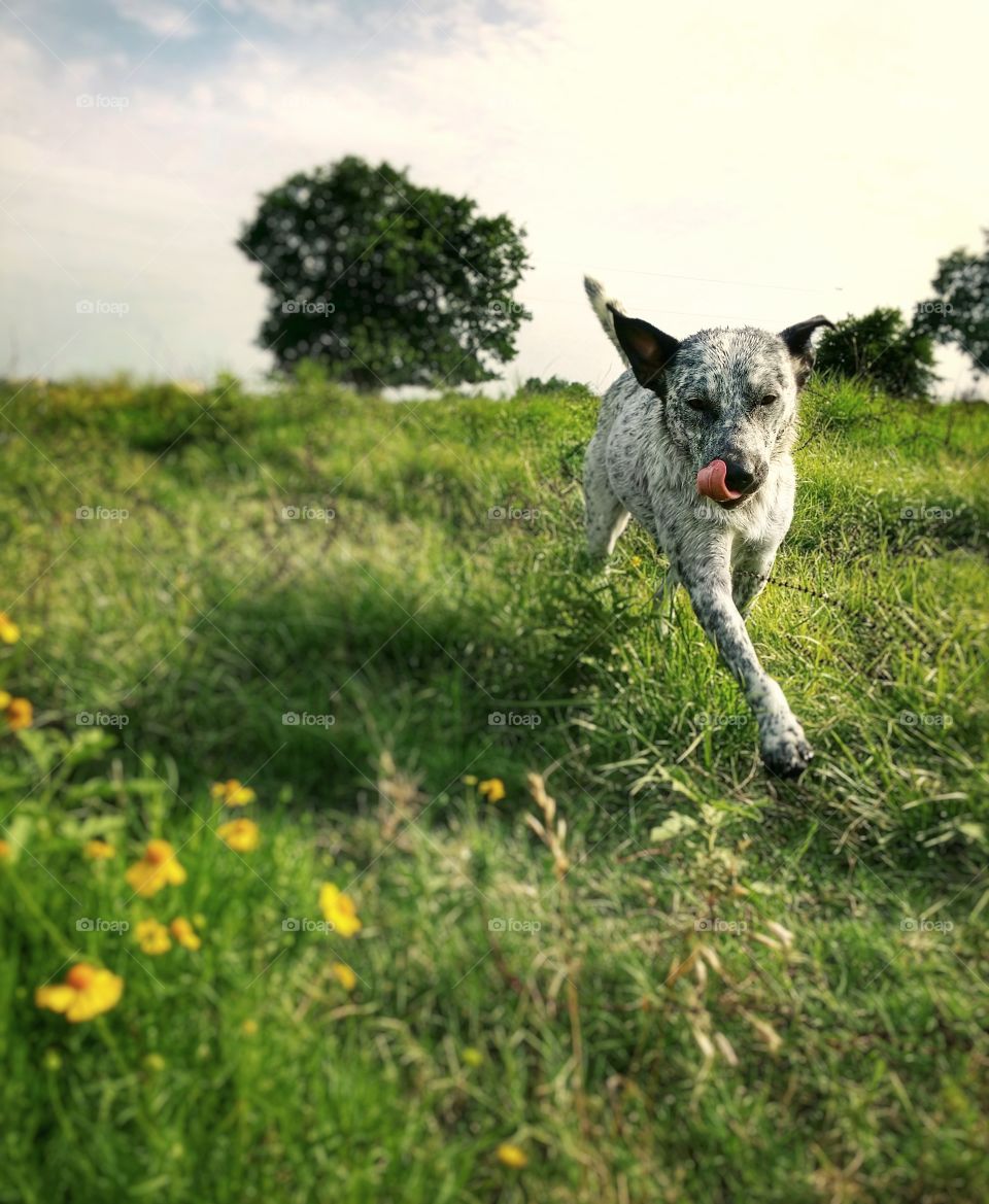 Enjoying a beautiful summer day a Blue Heeler dog running down a grassy hill with yellow wildflowers licking her lips