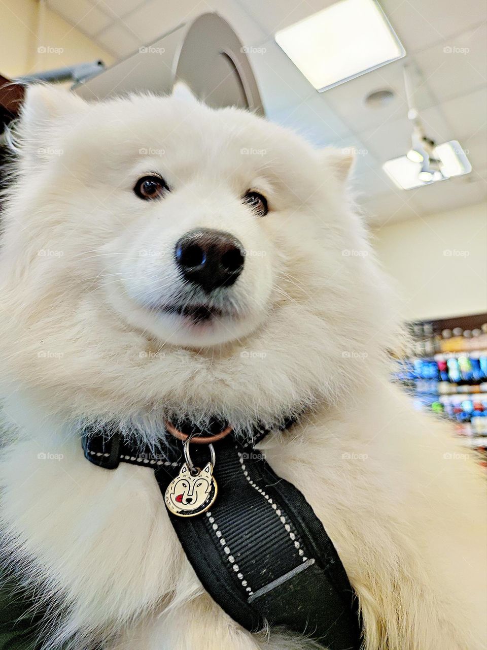 Happiness.  Dog smile.  The big white dog is smiling.  Photo from which the beholder has a smile on his face and happy emotions