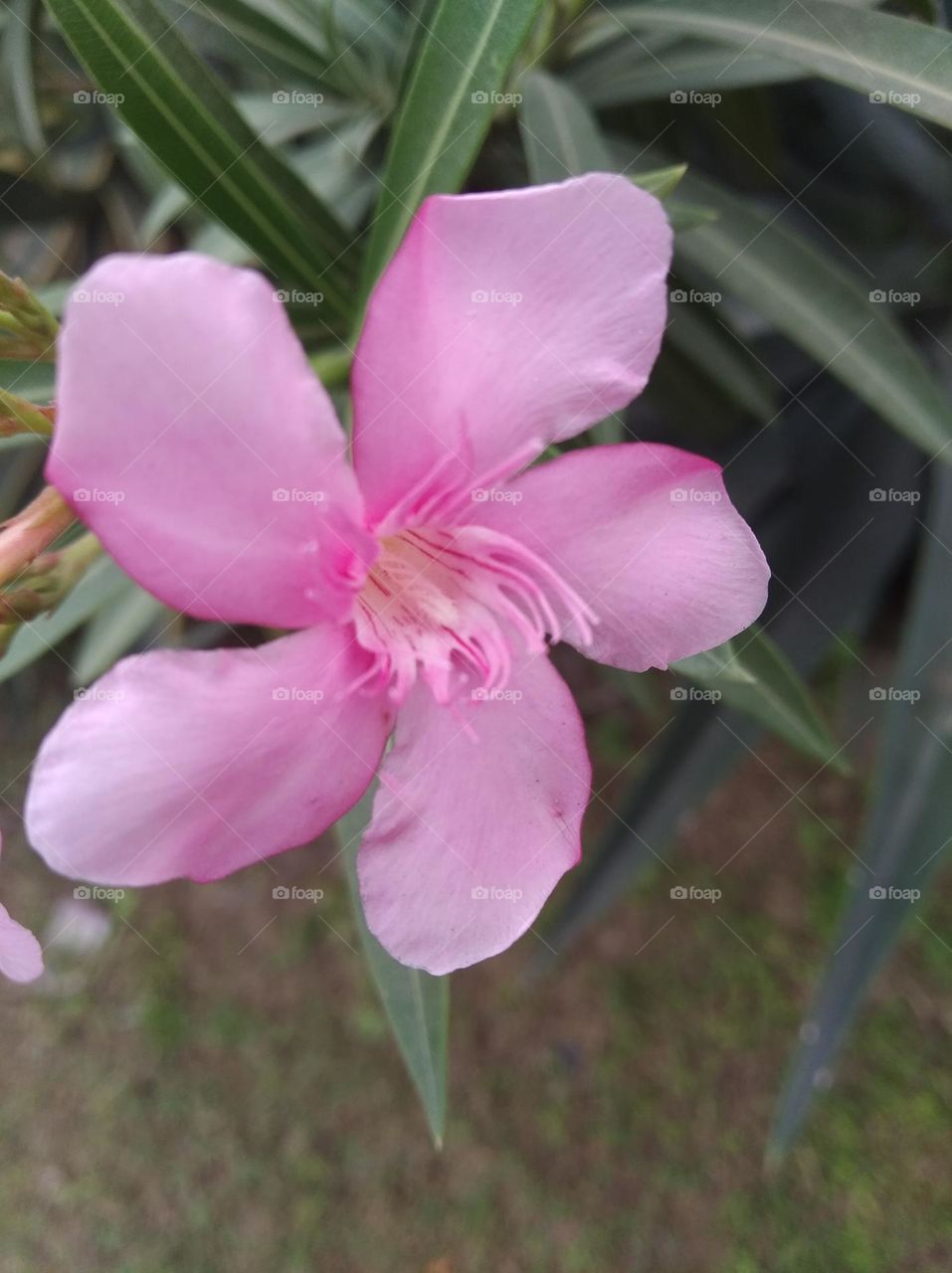 pink flower seasonal fresh shurb small size looks very beautiful generally found everywhere