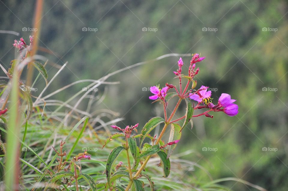 Nature, Flower, Flora, Grass, Summer