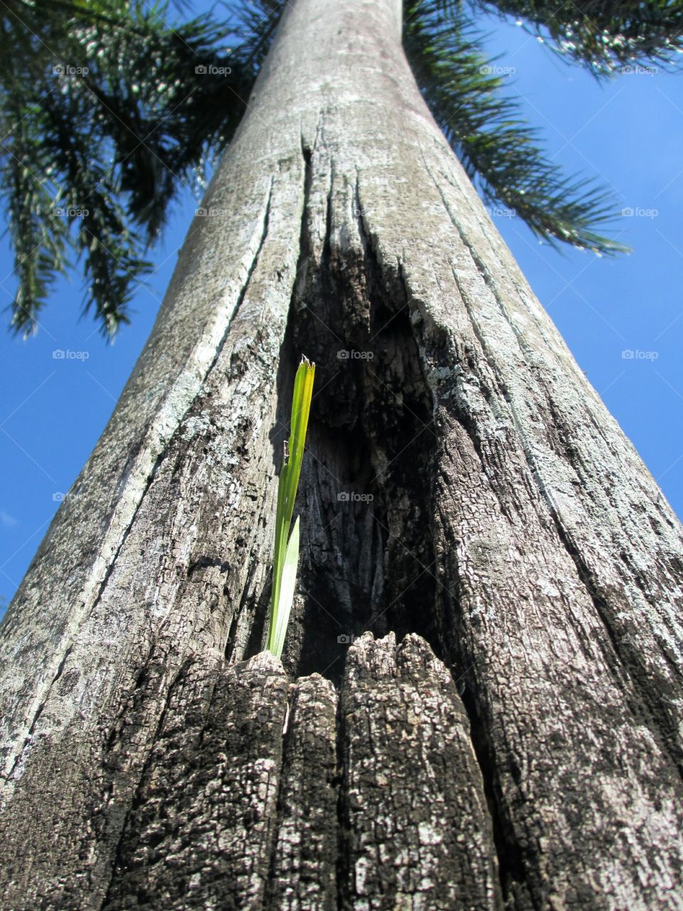 Low angle view of tree trunk