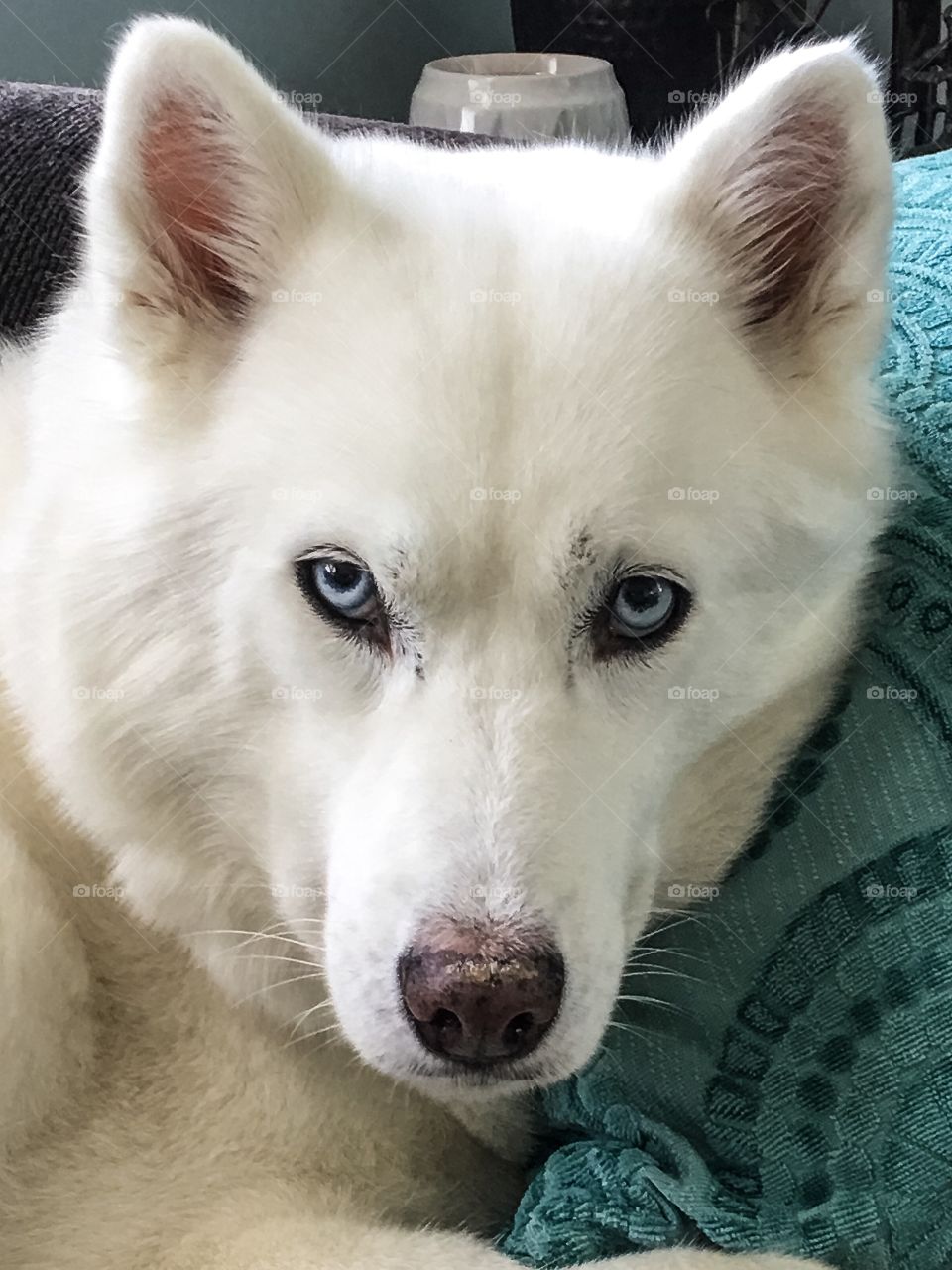 Taya, the Husky 