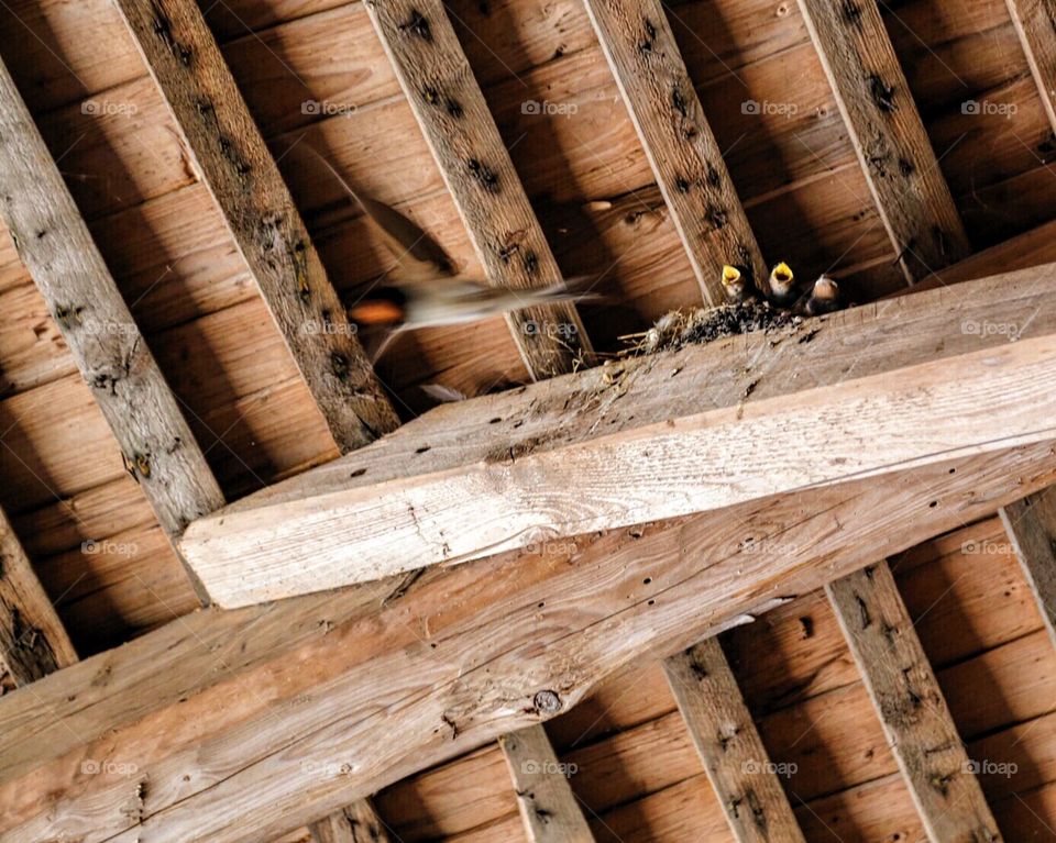 Wooden beams 