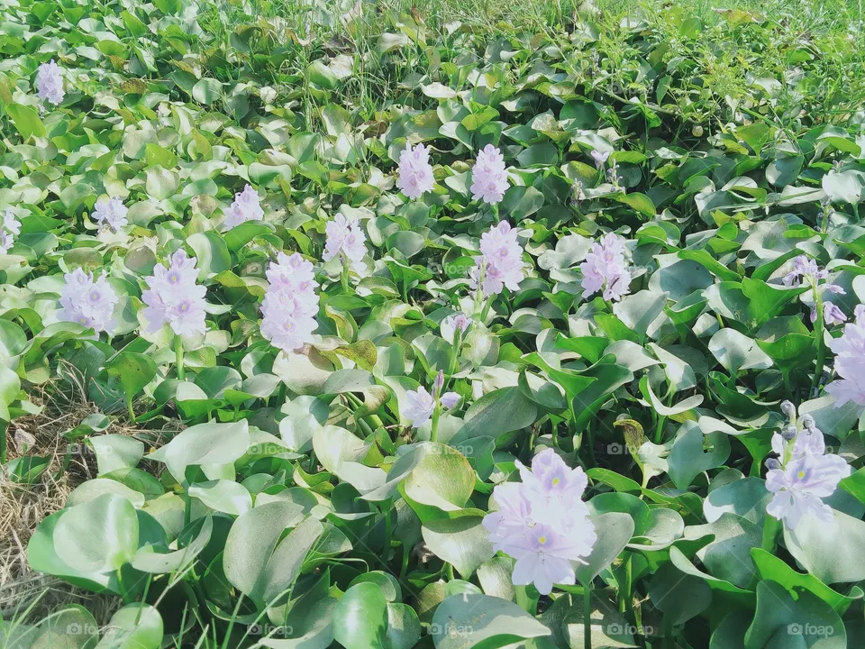 hyacinth flower