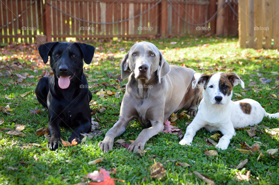 Three dogs laying together in the grass with fall leaves on the ground