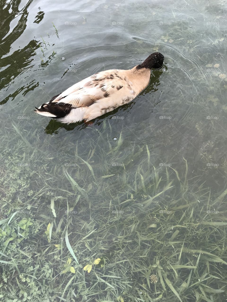 Duck 