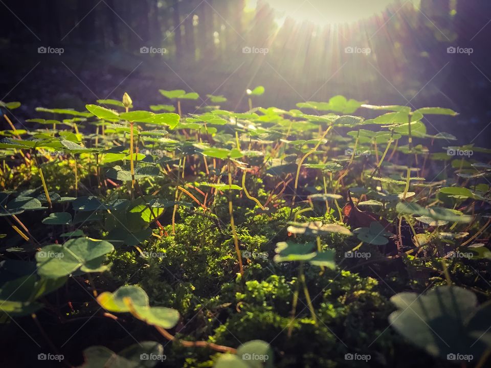 Clover woodland on bright sun Backlight 