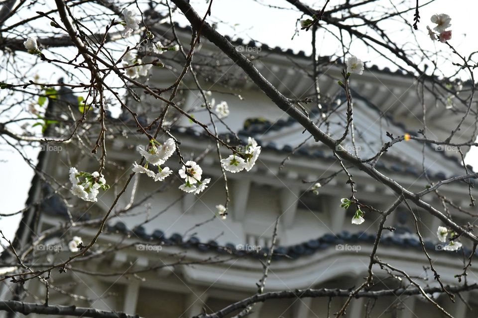 Japanese cherry blossom and castle