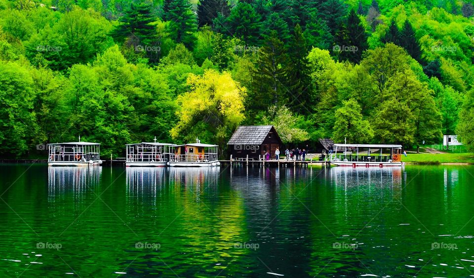 Landscape of forest and lake. Landscape of forest and lakes Plitvice national park of Croatia in springtime