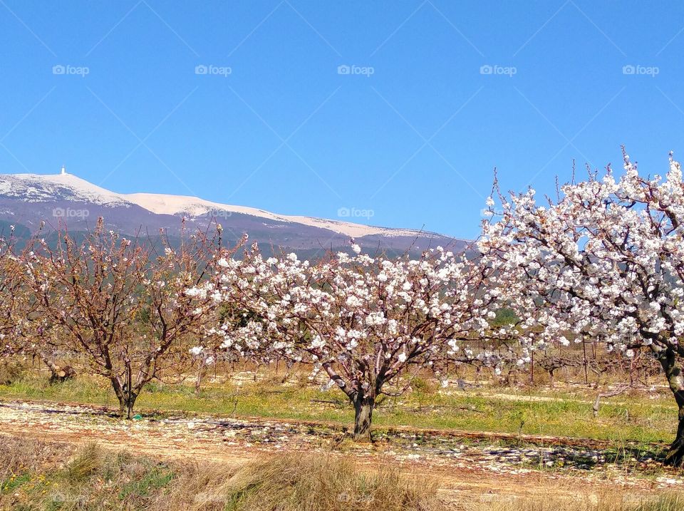 Mont Ventoux in Spring